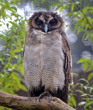 Brown Wood or Asian Owl - Free image #409189